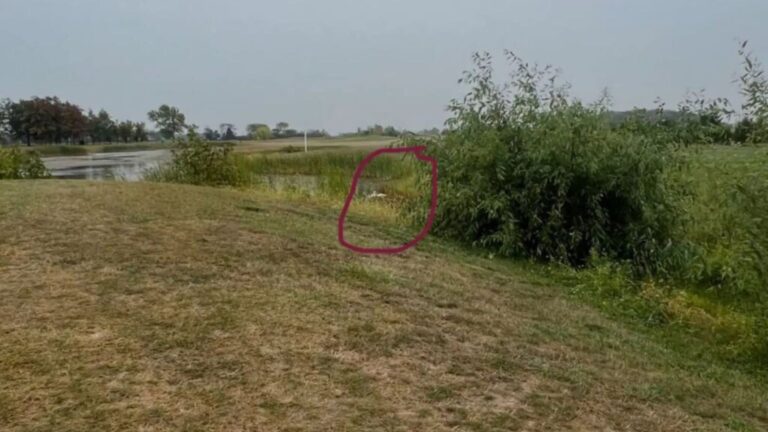 Feathered Pair Abandoned On Golf Course In Ohio Sparks Urgent Rescue By Michigan Heroes