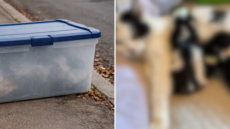 Connecticut Rescue Team Makes A Disturbing Discovery In A Sealed Container Left By The Road