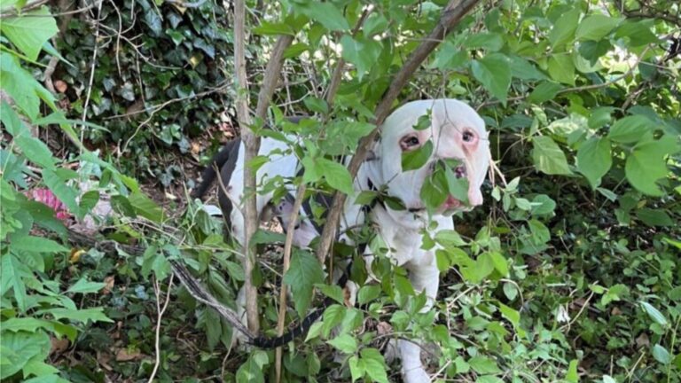 Kentucky Residents Notice Dog Hiding In Bushes For Days, Then Realize What’s Keeping Him There