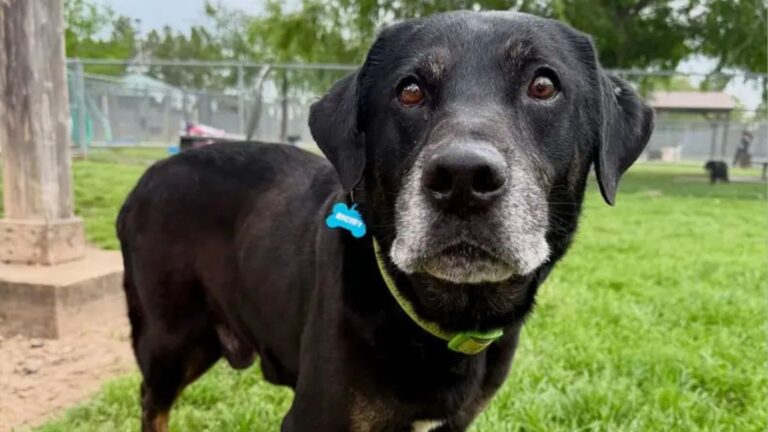 Montgomery Team Finds Abandoned Senior Dog In Park And Realizes His Face Is Familiar