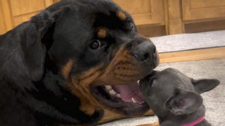 Oklahoma Rottweiler Meets His Tiny New Sibling And His Reaction Is Priceless