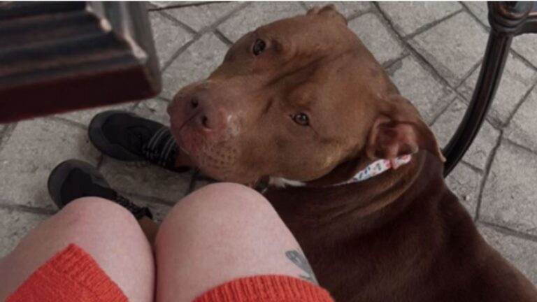 North Carolina Woman Took Shelter Dog For Sleepover, But What Happened Next Changed Everything