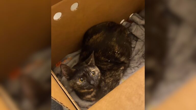 Houston Mama Cat Gives Birth Under A Car In The Pouring Rain, But Help Was Closer Than She Knew