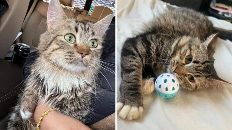 Little Cat Trapped In Dark Filthy Basement In New York Had No Idea Life Was About To Change