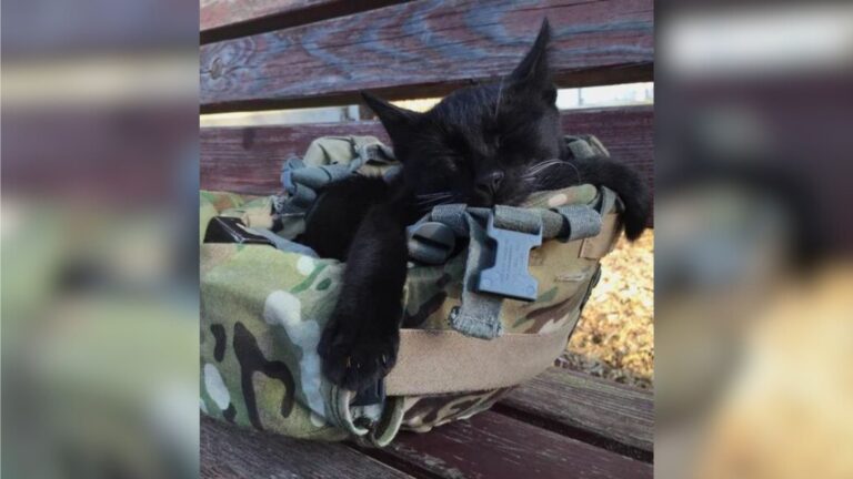 Stray Kitten Snuggles Into Texas Soldier’s Helmet And Captures His Heart Forever