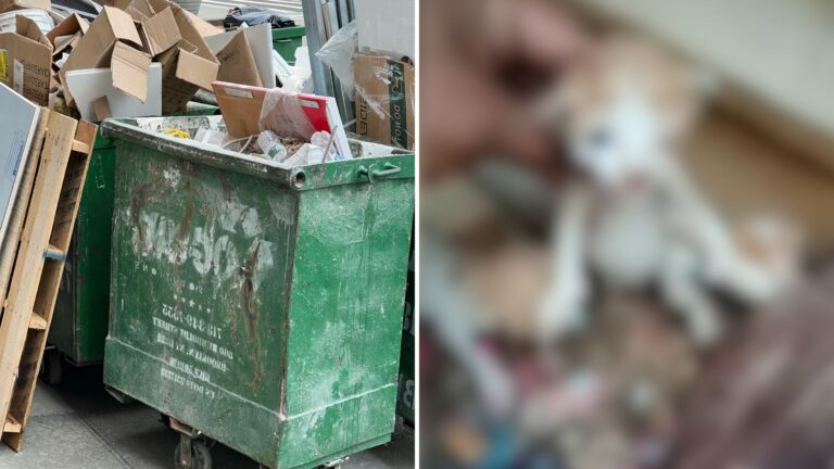 Chicago Man Hears Noise From Dumpster And Finds Something Shaking On A Piece Of Cardboard