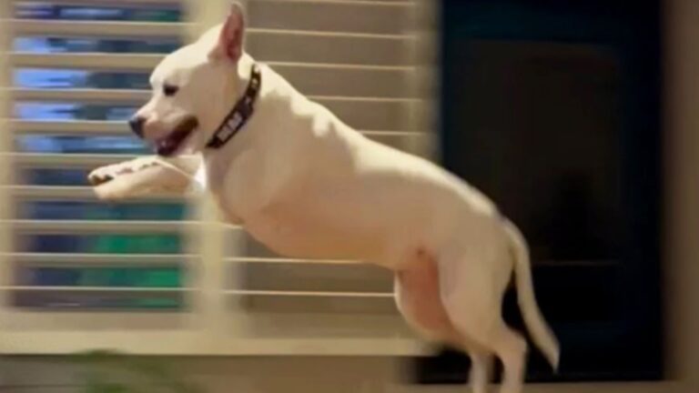 Virginia Shelter Dog Gets Saved From Euthanasia And His Reaction Is Something You Have To See