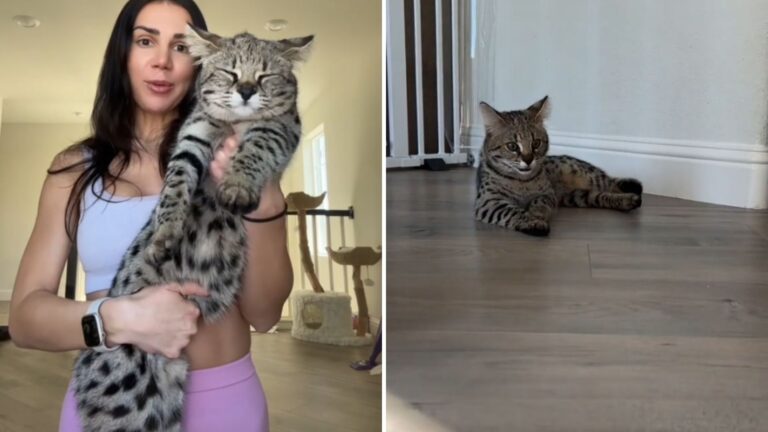 California Woman Adopts A Savannah Cat Not Prepared For What He Turns Into