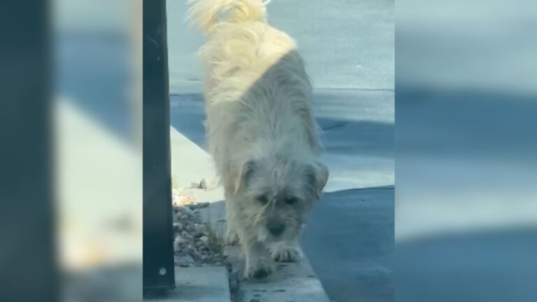Scruffy Dog Lingers For Days At McDonald’s Drive-Thru In LA, But People Keep Passing Him By