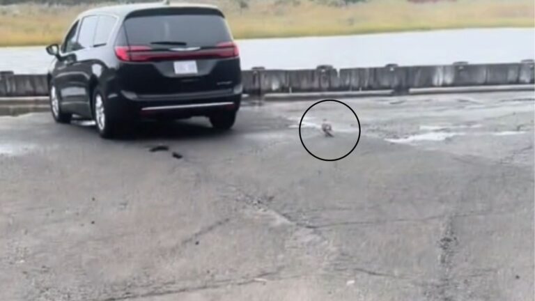 People See A Gray Lump Near NY Seaport And Realize It’s A Struggling Creature Desperate For Help