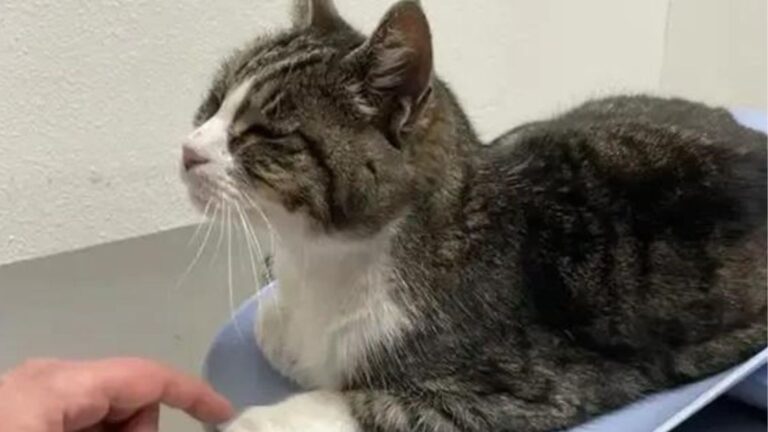21-Year-Old Cat In California Loses Everything When Owner’s Son Moves In And Kicks Her Out