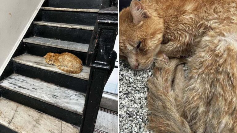 Abandoned Senior Cat Waits Patiently On The Stairs In Bronx, Seeking Just A Bit Of Safety