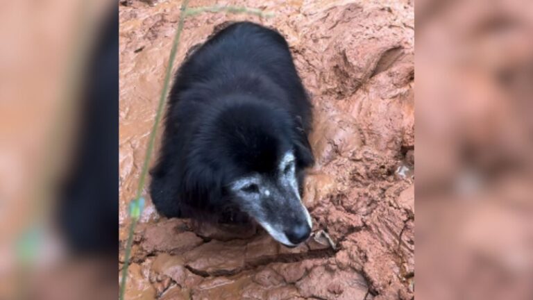 North Carolina Dog Gets Stuck Chest-Deep In Mud Pit As Family Frantically Searches For Him
