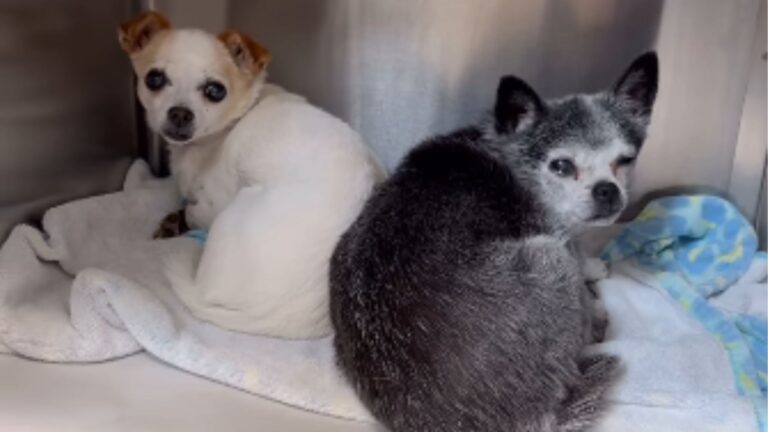After Growing Old In Loving Home In California, Two Sisters End Up Behind Shelter Doors
