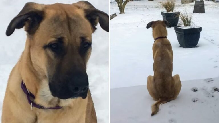 Ohio Woman Approaches A Dog Shivering In The Snow And Can’t Believe What He’s Doing