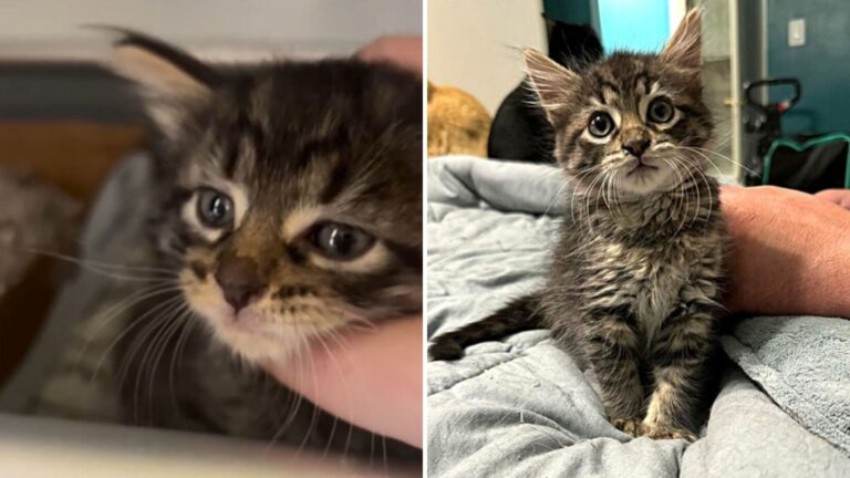 Woman Walks Into Virginia Shop Carrying A Kitten In Her Bag, Then Does Something Unthinkable