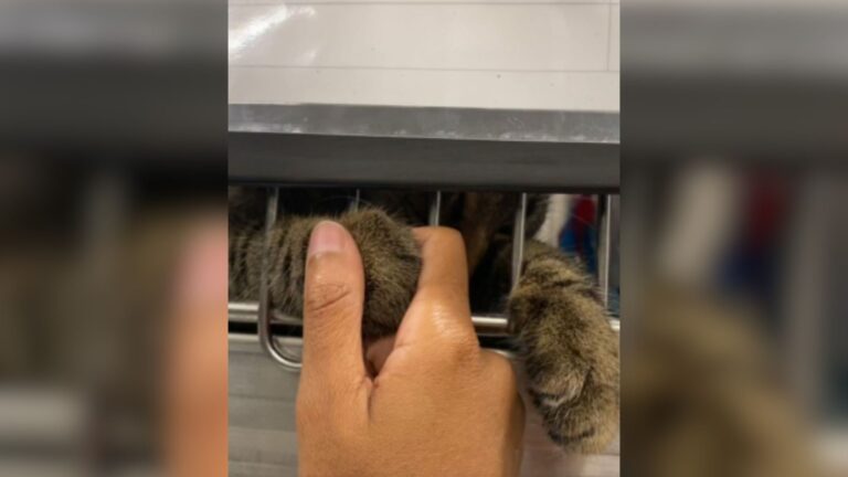 Chicago Shelter Cat Reaches Its Paw To Visitor And The Emotional Video Has Everyone Crying