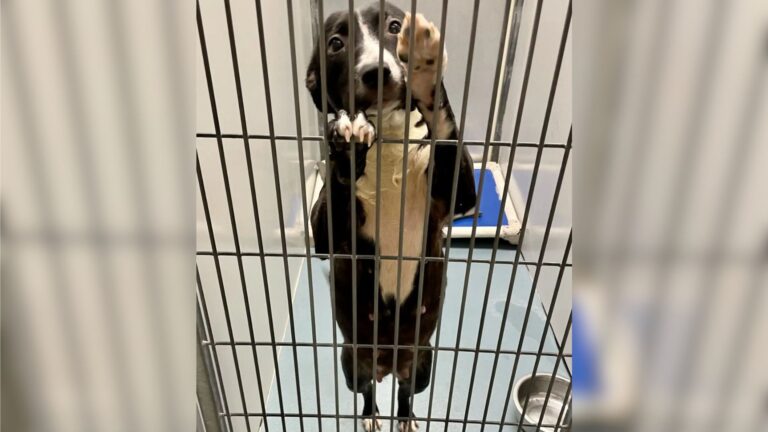 Houston Shelter Dog Facing Euthanasia Takes One Last Chance And Asks A Woman To Save Her Life