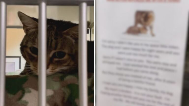 Florida Shelter Shares Video Of Abandoned Cat And The Note On Her Kennel Has Everyone Crying