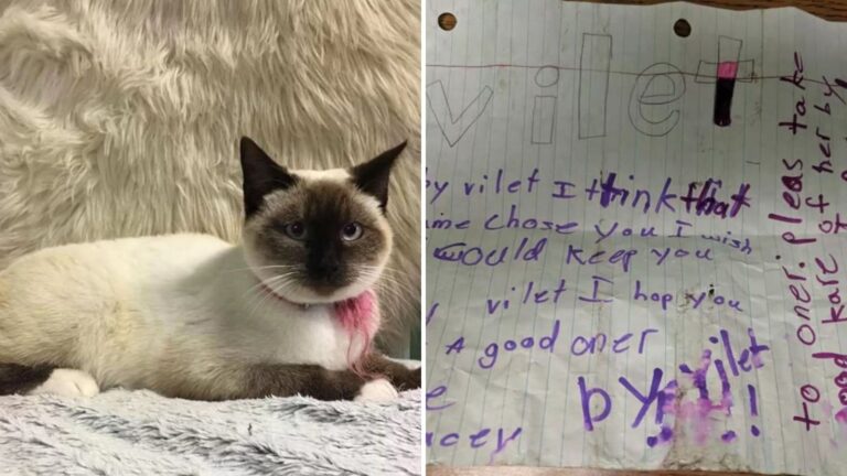 Cat Arrives At Illinois Shelter, Then Staff Reads A Child’s Gut-Wrenching Note On Her Collar