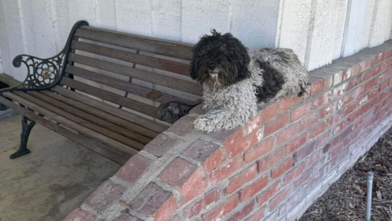 California Family Found Little Stray Dog On Their Porch And Couldn’t Ignore What They Saw