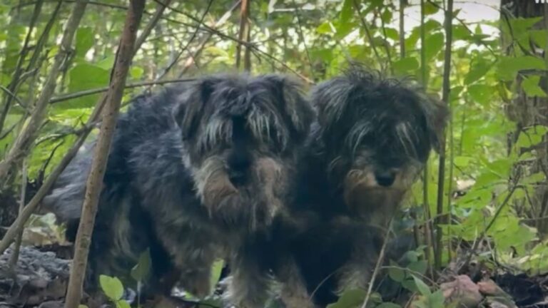 Georgia Woman Stumbles Upon Two Shivering Pups Left To Suffer All Alone In The Woods