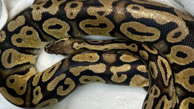Burgers, Fries, And… A Python? This Encounter At California Drive-Thru Was Totally Unforgettable
