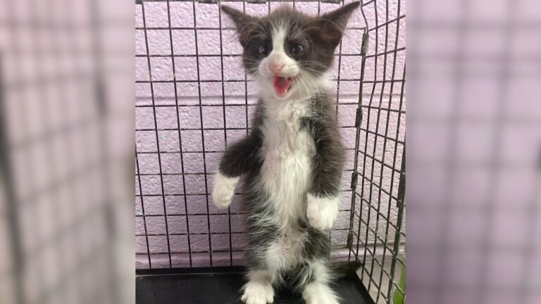 Story About Texas Kitten Named Spicy Chicken Nugget Goes And Earns Him A Forever Home