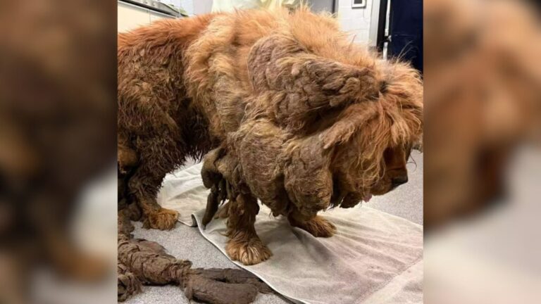 Chicago Dog Looks Unrecognizable After Shedding A Jaw-Dropping 32 Pounds Of Severely Matted Fur