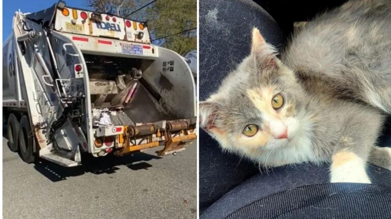 New Jersey Kitten Stuck In Trash Compactor Was Seconds From Disaster, Then Her Hero Arrived