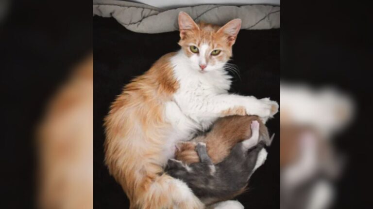 Florida Team Finds Starving Cat Curled Up In Field Using Her Last Strength To Protect Her Babies