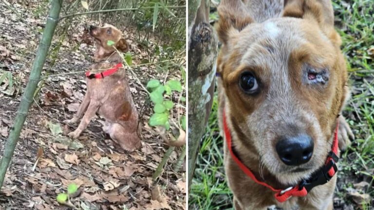 Strange Sounds In Louisiana Woods Lead Kids To A Heartbreaking Discovery