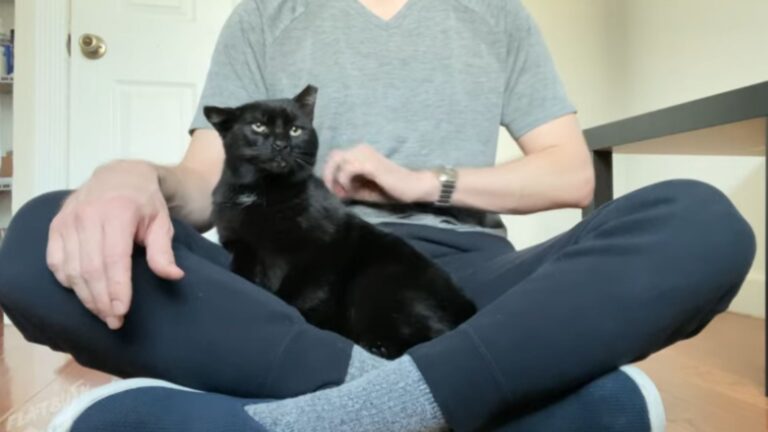 Brooklyn Stray Cat Who Roamed Empty Alleys For Years Finds His Throne In A Loving Home