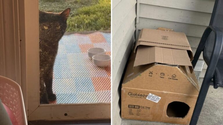 Michigan Couple Stunned After Discovering What A Stray Cat Left On Their Porch