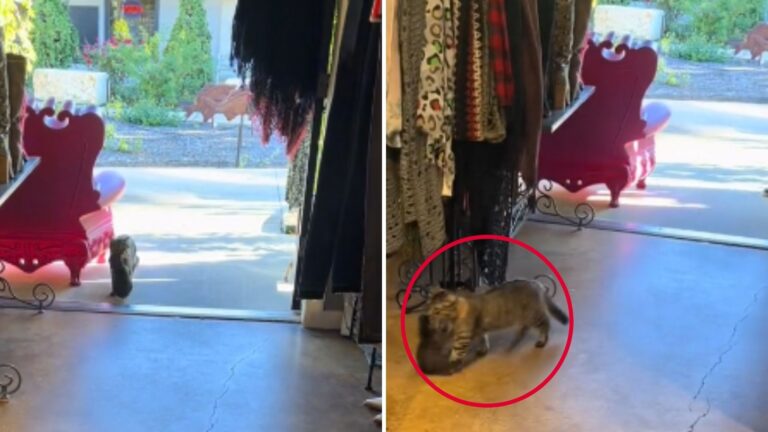 Texas Shop Owner Feeds A Hungry Stray Cat Who Surprises Her With A Special “Thank You” Gift