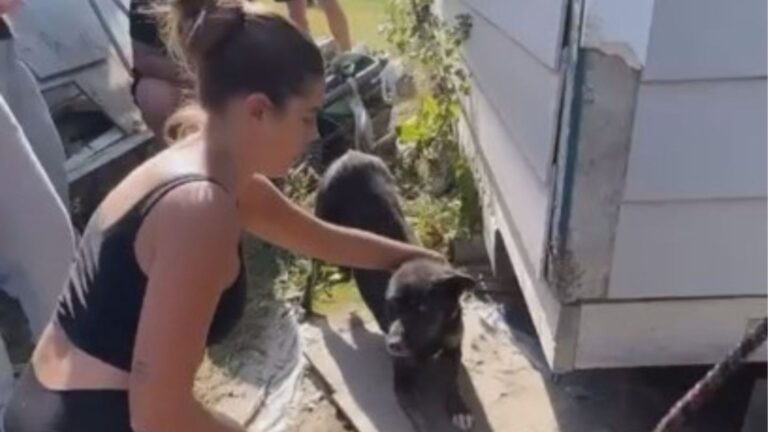 Stray Dog Leads Michigan Couple To Dark Crawlspace Until They Find Something Incredible