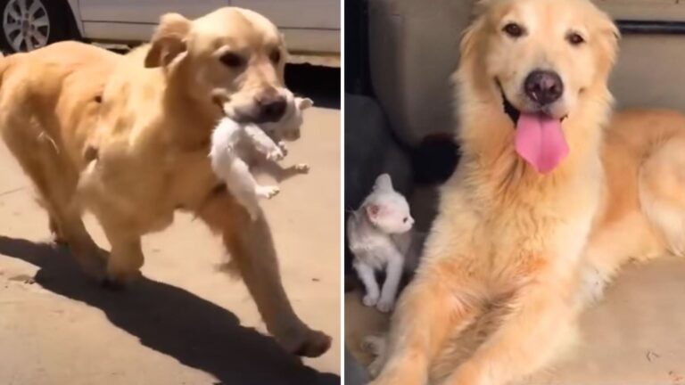 Wisconsin Golden Retriever Finds Orphaned Kitten In Distress And Becomes Its Guardian Angel