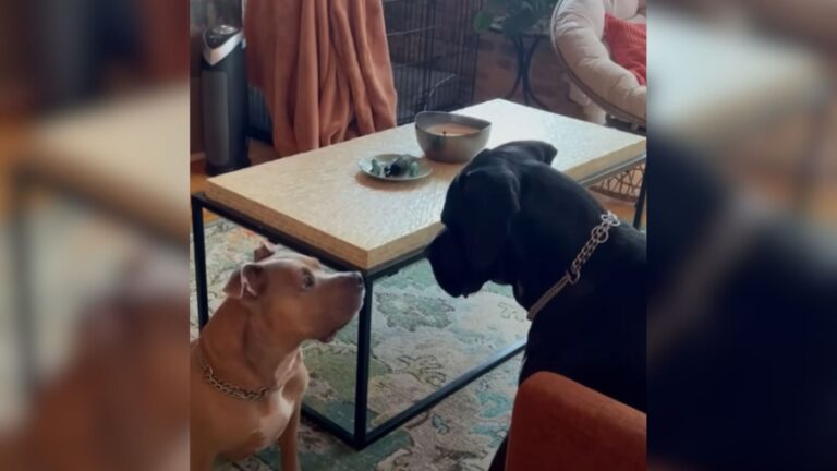 After 3 Years Hiding In Fear, Illinois Rescue Dog Finds A Special Friend Who Changes Everything