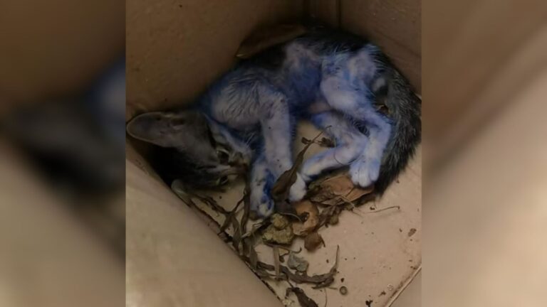 Texas Man Brought To Tears After Finding Tiny Kitten In Trash, Dyed Blue For Malicious Fun