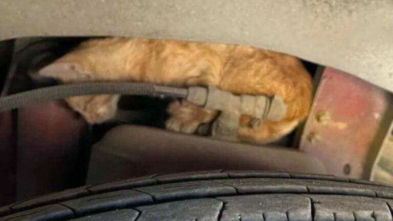 Texas Man Heard Faint Cries From Inside A Parked Bus And Suddenly Everything Felt Wrong