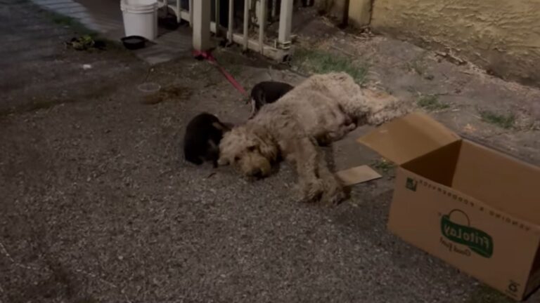 LA Rescuer Stunned To Tears After Finding Chained Dog With Puppies Forgotten In Dark Alley
