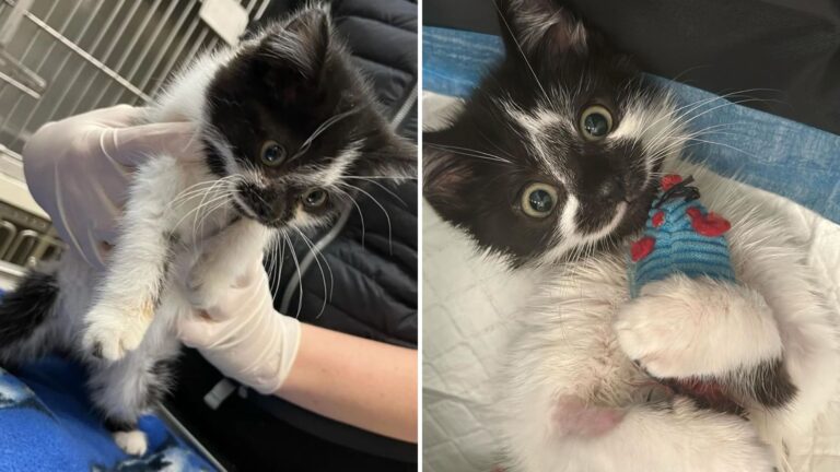 Good Samaritan Spots Tiny Kitten Shivering Under A Car On A Rainy Day In New York And Acts Fast