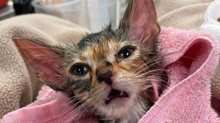 Tiny Kitten Lies Helpless In The Middle Of The Road After Being Thrown From A Car In Virginia