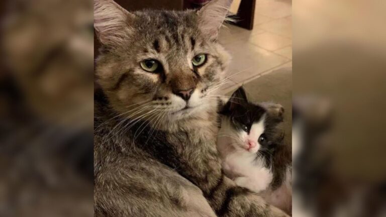Florida Tomcat Rescued From The Streets Transforms Into A Loving Dad For Orphaned Kittens