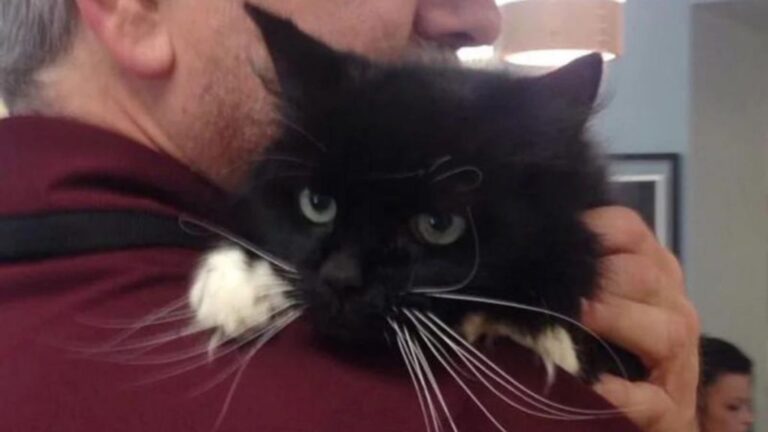 South Carolina Cat Gave Her Humans 18 Years Of Loyalty And They Dumped Her For Shocking Reason