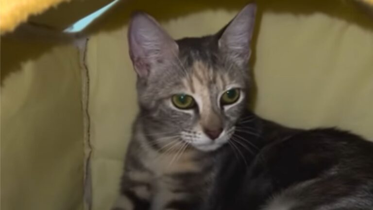Florida Security Guard Adopts A Stray He Bonded With At Work, Then Notices Something Unusual
