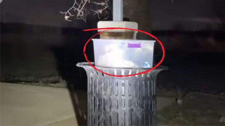Trucker Sees Small Box On Trash Can In Missouri Park, Then Notices A Flicker Of Movement Inside