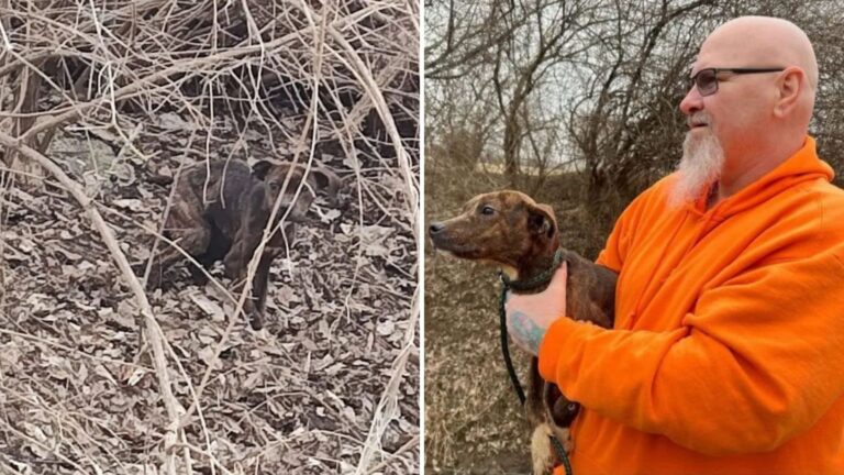 Indiana Trucker Spots Tiny Brown Creature In The Woods And Pulls Over Instantly