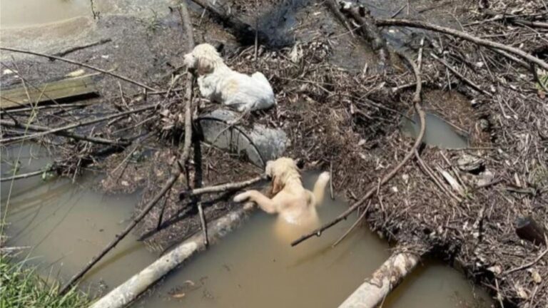 Driver Horrified After Spotting Someone Throwing Puppies From Moving Car Into Water In New York