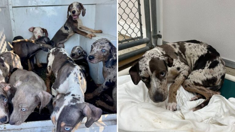 Rescuers Horrified After Finding 20 Leopard Dogs In Backyard Breeding Nightmare In Florida
